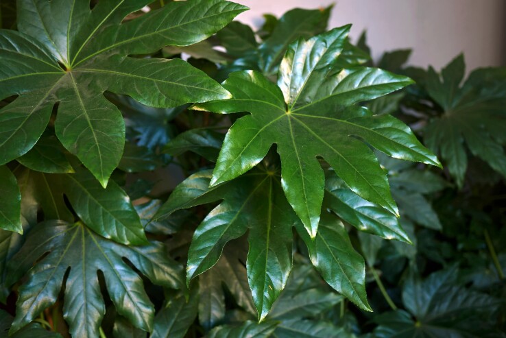 L'aralie d'intérieur (Fatsia japonica), avec ses grandes feuilles vertes brillantes, est une plante d'intérieur décorative.
